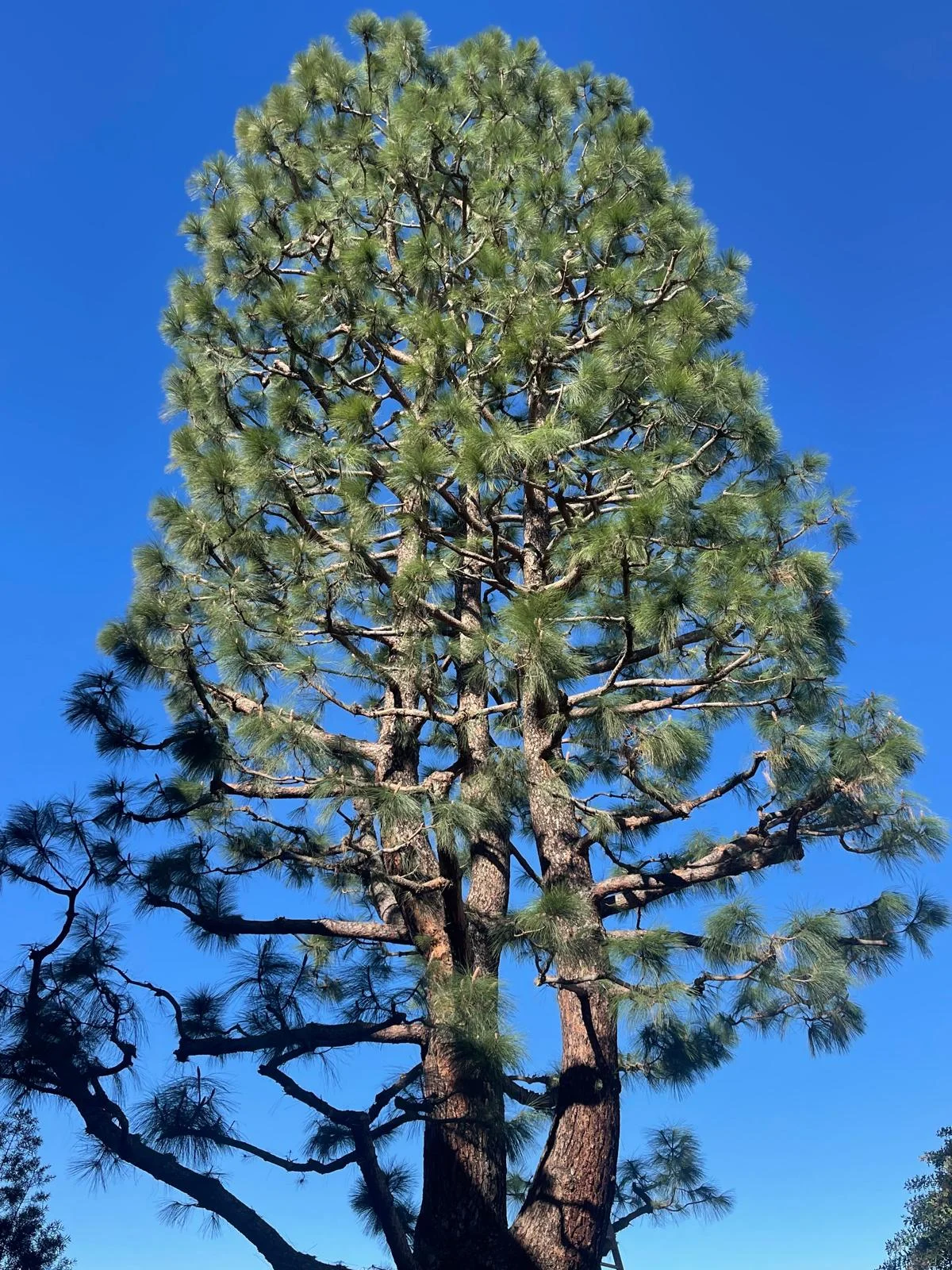Royal Oak Tree Care Inc (1)