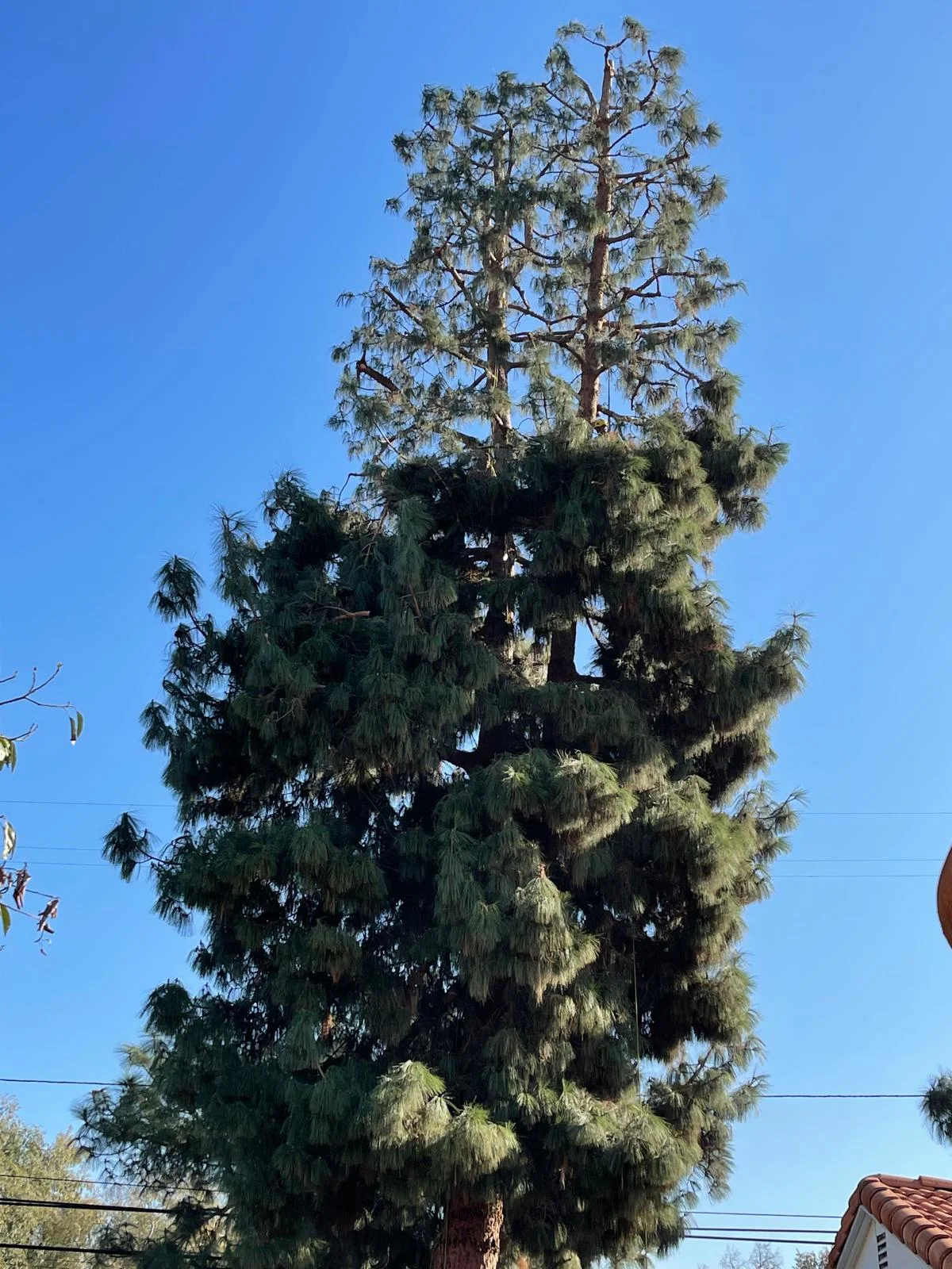 Royal Oak Tree Care Inc (6)